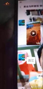 猪瘟最新爆料视频大全,视频大全揭示疫情真相与防控措施